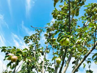 康斯特的果子熟啦！